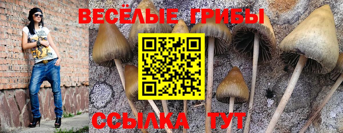 Курган  Галлюциногенные грибы прущие грибы  Вход с VPN 